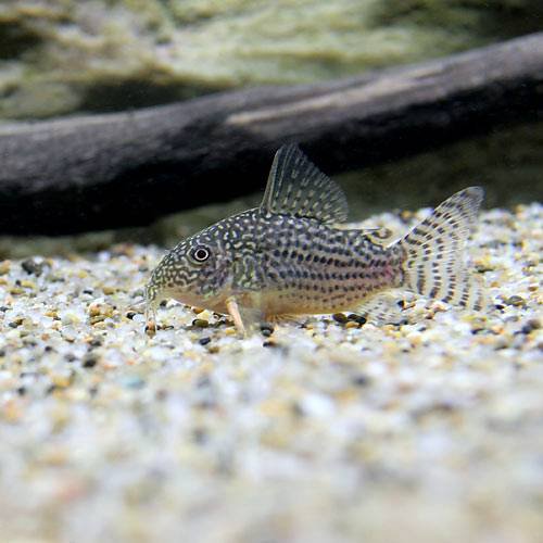 水槽 の 掃除屋 と呼ばれる 熱帯魚 コリドラス｜アクアリウム情報